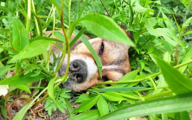 calm sleeping dog