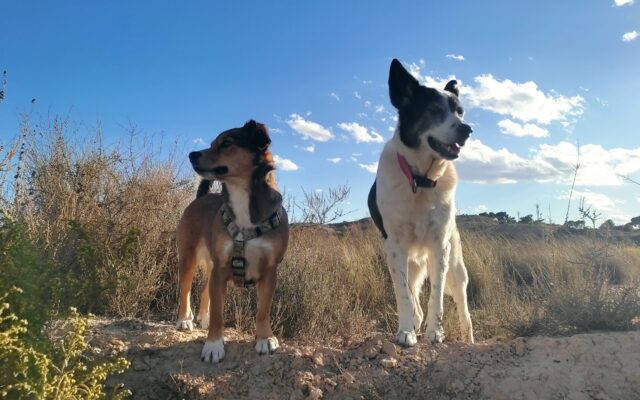 Dogs form social groups