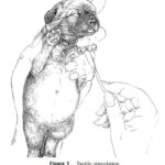 ENS for puppies
