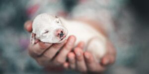 ENS for puppies