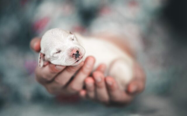 ENS for puppies