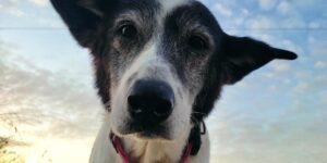 senior dog