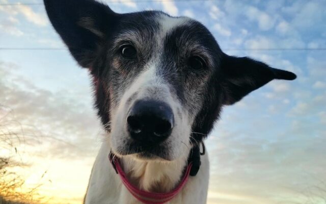 senior dog
