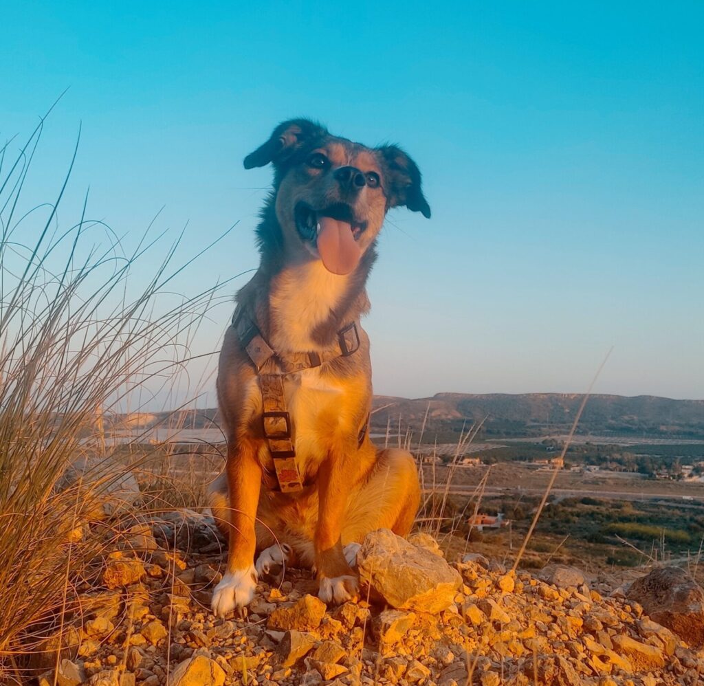 The Adolescent Dog Brain