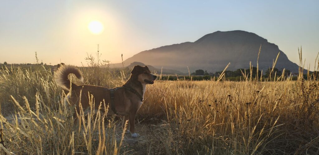 Resilience in adolescent dogs