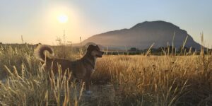 Resilience in adolescent dogs