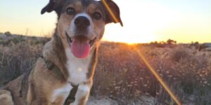 Do you really see YOUR dog?