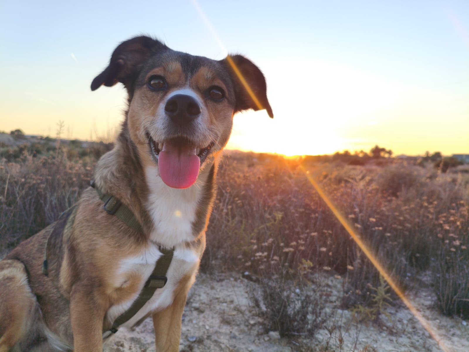 Do you really see YOUR dog?